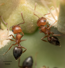 Crematogaster opuntiae
