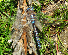 Rhionaeschna variegata