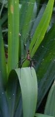 Trichonephila clavipes