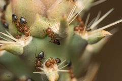Crematogaster opuntiae