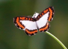 Nymphidium caricae