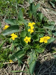 Viola nuttallii