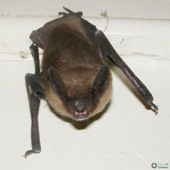 Serotine photo 5