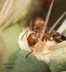 Crematogaster opuntiae