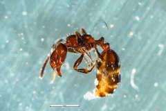 Chelaner antarcticus