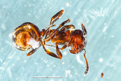 Chelaner antarcticus