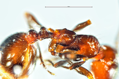 Chelaner antarcticus