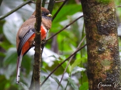 Trogon collaris