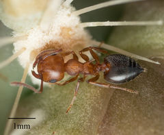 Crematogaster opuntiae