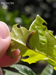 Cephonodes cunninghami