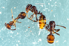 Chelaner antarcticus