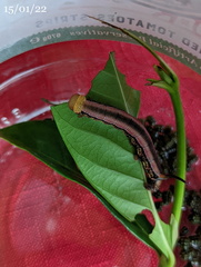 Cephonodes cunninghami