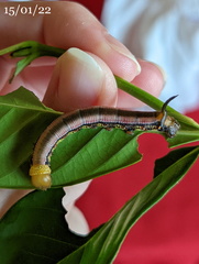 Cephonodes cunninghami