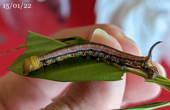 Cephonodes cunninghami