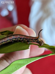 Cephonodes cunninghami