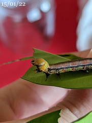 Cephonodes cunninghami