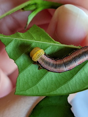 Cephonodes cunninghami