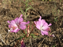 Clarkia breweri