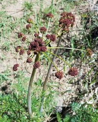Lomatium dissectum