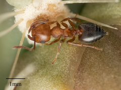 Crematogaster opuntiae