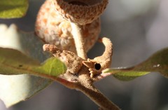 Disholcaspis pedunculoides