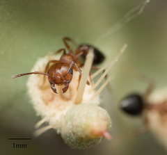 Crematogaster opuntiae