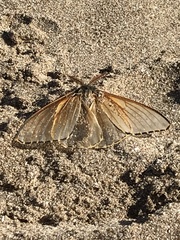 Heliconisa pagenstecheri