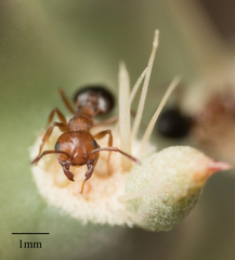 Crematogaster opuntiae