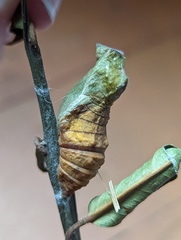 Papilio fuscus
