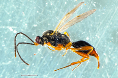 Fustiserphus