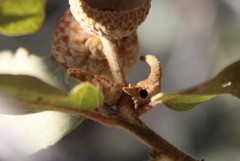 Disholcaspis pedunculoides