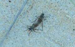 Anabarhynchus maritimus