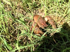 Lacunicambarus nebrascensis