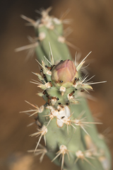 Crematogaster opuntiae