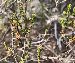 Calytrix alpestris