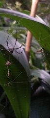 Trichonephila clavipes