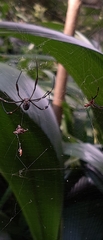Trichonephila clavipes