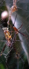 Trichonephila clavipes
