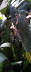 Trichonephila clavipes