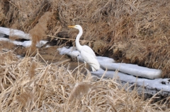 Ardea alba