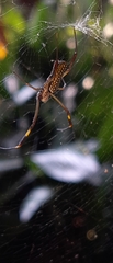 Trichonephila clavipes