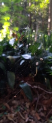 Trichonephila clavipes