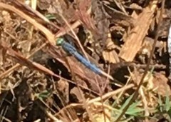 Pachydiplax longipennis