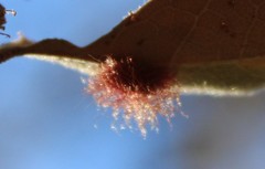 Neuroterus aliceae