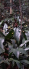 Trichonephila clavipes