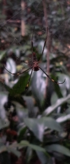 Trichonephila clavipes