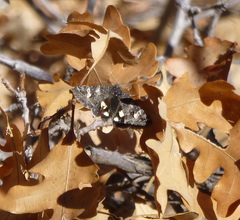 Litocala sexsignata