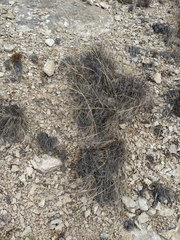 Muhlenbergia setifolia