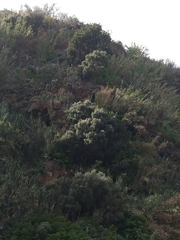 Olea europaea cerasiformis