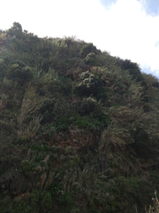Olea europaea cerasiformis
